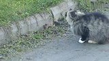 猫咪一路紧跟着老鼠，被老鼠发现，为了掩饰尴尬就开始假装顺路