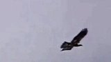 金雕猎食狐狸，太厉害了，不愧为空中霸王