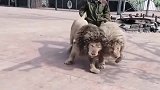这两只狮子，到底和二哈有什么关系