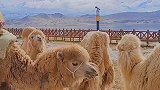 雪山脚下一群骆驼胃口真大