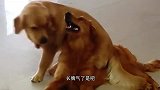 猫：浑身上下，就个脸最大