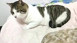 狸花猫睡着醒来，望着小鱼，那好奇的小眼神太逗了！