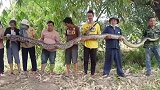 泰国：8名村民捕获6米巨蟒将其放生，担心其配偶在附近