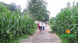 短剧：你小时候吃过玉米秸秆吗？吃到嘴里甜甜的，满满的童年回忆