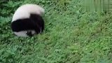 熊猫宝宝为了引奶爸注意，啥招都用出来了，太好玩了哈哈