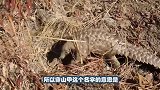 狮子发现嚣张的穿山甲，以为它是蜜獾，狮子：啥玩意这么硌牙