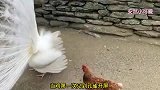 爆笑：鸡第一次见到孔雀，羡慕不已