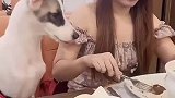 活的竟然不如一条狗