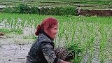 现在都是科技化的时代了，我们这里依旧人工插秧，落后就要辛苦