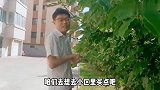 生活在威海太幸福，这个季节不吃点无花果，就不好意思说来过荣成