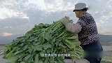 《舌尖上的美食》一根芥菜最重七八斤，生吃一口甜中带辣！