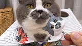 我来帮芝麻糊许个愿吧：希望以后每天都健健康康、猫生幸福volg萌宠日常