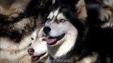 国外小伙恶搞哈士奇,戴着狼面具吓二哈,场面控制完全不受控制