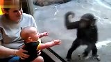 别惹小孩8-婴儿和小猩猩的搞笑“交流”