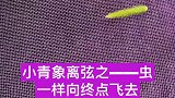 狗尾巴草在筛子上爬什么原理