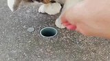 一看这只猫猫绝对是小财迷，连一个硬币也不放过