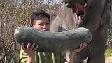大象真讲究，吃冬瓜像吃黄瓜一样
