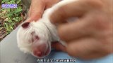 小奶狗刚出生就被卡在石缝里，奄奄一息的它能得救吗