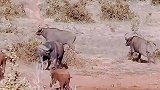 小象找不到妈妈了，看见野牛群一顿追