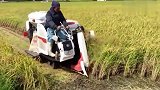 牛人发明：日本是这样收稻谷的，大米装袋拉链一拉就装车！