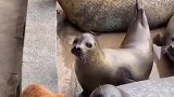猫咪争食抢不过就动手，橘猫和海豹多少有点个人恩怨