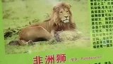 非洲雄狮是一种凶猛的动物，但是我总感觉哪里不对呢