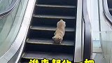狗子需要贵人，谁来帮他一把