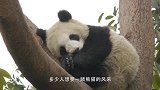 真不愧是熊猫铁粉，画只熊猫想念时看上一眼，动物们好无奈啊