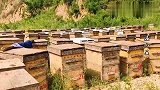 实拍陕北大山里的蒲城养蜂人，一路艰辛一路甜!吃蜜莫忘养蜂人