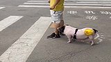 不是亲眼所见，我死都不信，这年头竟还有出门遛猪的！