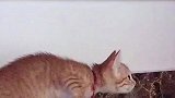 终于知道为什么被拴起来了