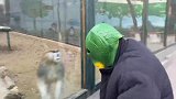 看似两只猴，其实是三只猴！