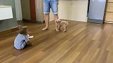 猴子跟狗狗一起玩耍，看到主人抱狗狗，小猴生气不跟狗狗玩了
