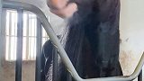 带你们看一下飓风呀在马房的地位动物图鉴 飓风呀 萌宠