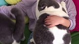 你真可爱，你真胖啊你现在就是我的梦中情猫被迫营业的猫猫萌宠  梦中情猫