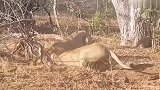 雄狮兄弟挖洞扒疣猪