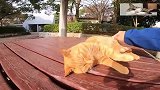橘猫就是会享受啊，躺下来让撸，眼睛闭着很是享受呢！