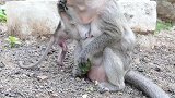 莲子都给妈妈吃了, 小猴子阿米拉只能捡碎屑，被莲壳卡的难受