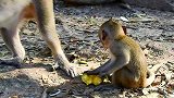小猴子得到一个吃的，感觉很幸福