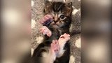 小猫咪，你这是在展示你的小爪子嘛真可爱！