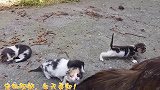 今天发现一窝小野猫，这猫咪不错吧！