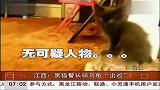 江西：黑猫警长骑乌龟“出巡” 共度晨光 120409