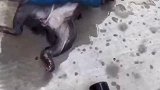 美国护士夫妇自家游泳池，抢救溺水的松鼠