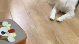 很好奇狗狗在照镜子的时候在想什么呢