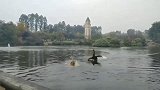 狗子在河里游泳，在远方飞来黑天鹅，谁会更胜一筹！