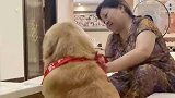 金毛开始反对我们养狗的妈妈，到现在狗头一撸就是一个钟