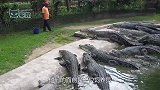 鳄鱼群等鱼吃，最前面那个直接去抢鱼桶，结果被一棍子怼回来了