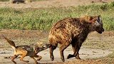 胡狼不停挑衅鬣狗，鬣狗的举动却一反常态，下一秒踏上了黄泉路