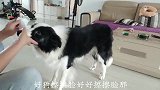 边牧擦脸吃药自己来找主人 吃完药高兴的回笼子拿个玩具跟主人玩