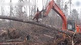 心碎！印尼森林砍伐现场 红毛猩猩挥拳猛击推土机